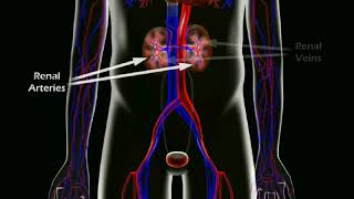 The Risks of Gadolinium Contrast Dye [upl. by Aksoyn]