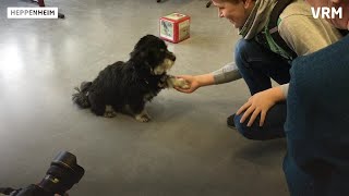 Heppenheim Ein Hund als Lehrer an der Siegfriedschule [upl. by Lebar]