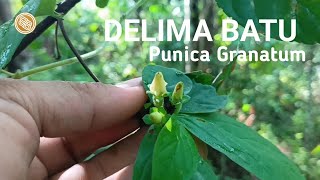 BAHAN BONSAI DELIMA BATU DI ALAM LIAR  PUNICA GRANATUM  blusukanbonsai bonsaiindonesi [upl. by Nayarb]