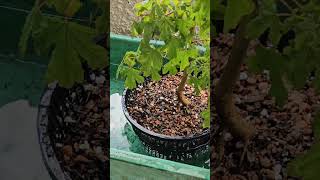 How To Fully Water Your Bonsai Trees [upl. by Honoria990]