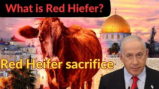 Complete Story of Red Heifer Explained  Red Heifer Israel [upl. by Trah]