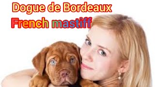 French mastiff  Space Big ho Ya Small Rakh Skte hai Dakhne m Hai Dangerous But Hai Friendly [upl. by Irallih]