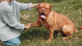 THE DOGUE DE BORDEAUX DOG  Fierce or Friendly [upl. by Meedan426]