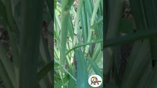 Identification of Plants पौधे की पहचान कीजिए Agriculture Plants [upl. by Nnyloj]