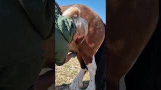 Happy Horse Sheath Care [upl. by Ced]