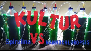 Kultur Murni Phytoplankton Spirulina dan Nannochloropsis [upl. by Llehsal819]