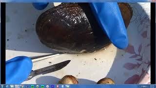 Freshwater Mussel Dissection [upl. by Patrich]