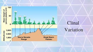 Clinal Variation [upl. by Maddalena]