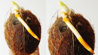 How To Grow Coconut Tree From Coconut Fruit  An Easy Way To Start A Coconut Bonsai [upl. by Ennylyak]