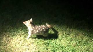 Eastern Quolls in the Spotlightmp4 [upl. by Ailehs]