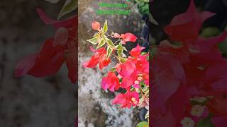 chilli red variegated bougainvillea gardening plants bougainvilleaflower bonsai bouganvillea [upl. by Coltin213]