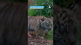 Sumatran tiger cub debuts at San Diego Zoo Safari Park NBC 7 San Diego [upl. by Nolahc]