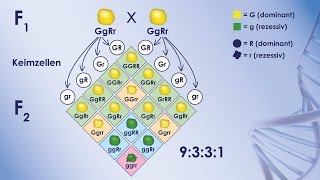 DNA und Vererbung [upl. by Assenav]