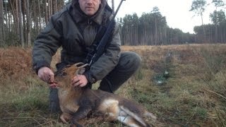 best Muntjak hunt  Jagd [upl. by Delphine720]