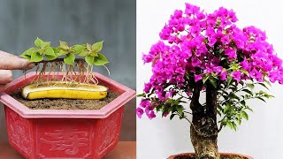 Growing Bougainvillea By Cutting Branches With Bananas Helps Us To Have Beautiful Flower Pots [upl. by Hastings]