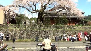 「いやしの桜」 【野長瀬邸のしだれ桜】 さくらのコンサート。 [upl. by Omissam106]