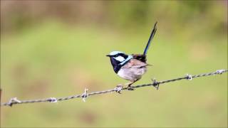 Superb Fairy Wren Blue Wren call song [upl. by Yboj]