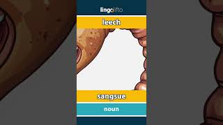 🇬🇧🇫🇷 leech  sangsue  vocabulary builder  learn English  apprenons langlais [upl. by Lunneta]