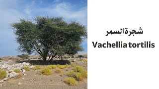 شجرة السمر Vachellia tortilis [upl. by Ynahteb]