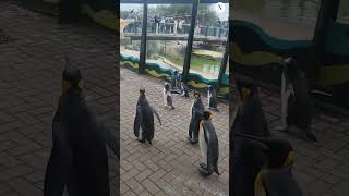 Watch the reimagined penguin parade at Edinburgh Zoo [upl. by Krauss]