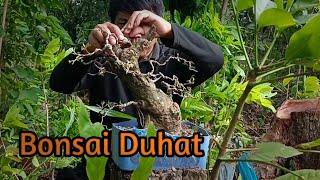 Native Bonsai Duhat update  tara muna sa FloridablancaPampanga [upl. by Vaish]