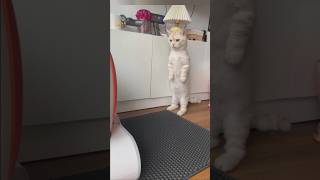 New Home 🏡  apnagyanfacts funny cat [upl. by Konrad903]