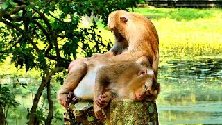 Wow Amazing Abandoned old Monkey came make relationship and grooming with Monkey Ashley [upl. by Carman]