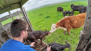 Cows and Calves head to Green Grass [upl. by Ahseinad552]