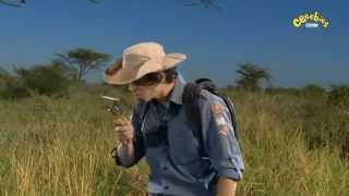 Andys Wild Adventures  Meet the elephant shrews [upl. by Beitz669]