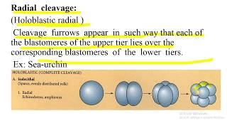 Cleavage holoblastic and meroblastic cleavage types of blastula effect of yolk on cleavage [upl. by Ikaz]