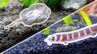 My Honest Review of 5 Oddball Fish for Nano Tanks [upl. by Rosenbaum]