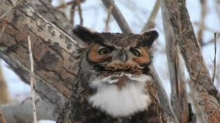 Hooting Great Horned Owl [upl. by Aynav]