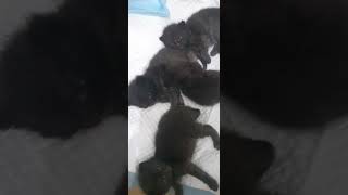 creciendo los conguitos🖤🧡🐣🐈‍⬛ british scottishfold catlover kitten [upl. by Kreiker]