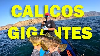 BIG CALICO BASS FISHING  PESCA DE CABRILLA ISLA DE CEDROS [upl. by Lyndsie689]