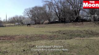 Woolly Mammoth found alive in Siberia SPOOF [upl. by Cower573]