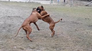 Boxer dog vs Rhodesian ridgeback [upl. by Dollar804]