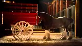 Budweiser Clydesdale Commercial [upl. by Samul]