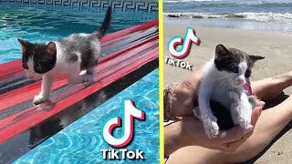 Tik Tok virales de mis gatos chistosos Luna y Estrella  Los mejores videos de gatitos graciosos 1 [upl. by Kelci64]