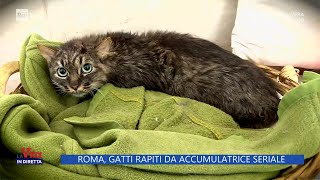 Roma gatti rapiti da accumulatrice seriale  La Vita in diretta  31032023 [upl. by Damicke737]