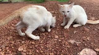 These three kittens obey me the mostcat puppy cute catlover kitten [upl. by Hance234]