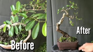 Literati Style Bonsai  Java PlumDuhat Bonsai Styling Bonsai Tutorial for Beginners EP08 [upl. by Oivalf61]