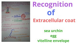 Recognition of eggs extracellular coat  external fertilization in sea urchin [upl. by Narad]