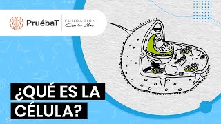 ¿Qué es la célula [upl. by Airda]