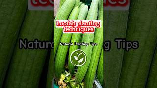 Loofah planting techniques and growing vegetables shortvideo youtubeshorts plants garden [upl. by Francine]