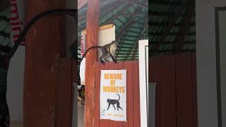 MONKEYS UP CLOSE AT LEKKI CONSERVATION CENTRE NIGERIA 🇳🇬 [upl. by Iegres797]