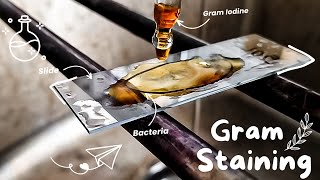 Gram staining procedure 🌸🔬 Bacterial staining technique  How to perform a gram stain Microbiology [upl. by Aliahs199]