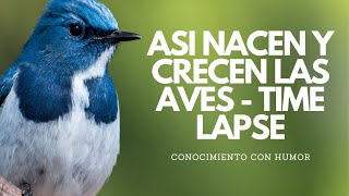 ASÍ NACEN Y CRECEN LAS AVES TIME LASE🦜  Conocimiento con Humor🧠 [upl. by Franky951]