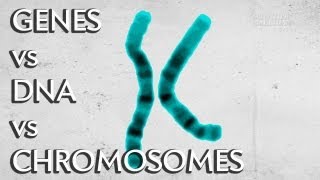 Genes vs DNA vs Chromosomes  Instant Egghead 19 [upl. by Atiram502]