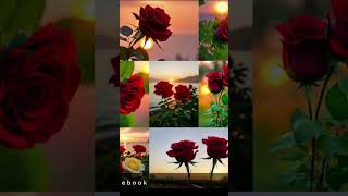 Rose arijitsingh song love jaadui [upl. by Fritzie]