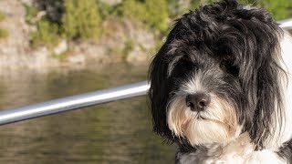 Incredible Portuguese Water Dogs Show Off Their Dock Jumping Skills [upl. by Oznerol699]